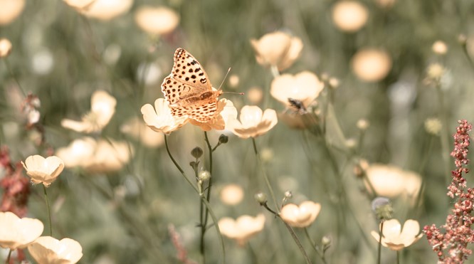 EMOTIES EN GEVOELENS