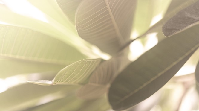 VOELEN, DENKEN EN HANDELEN